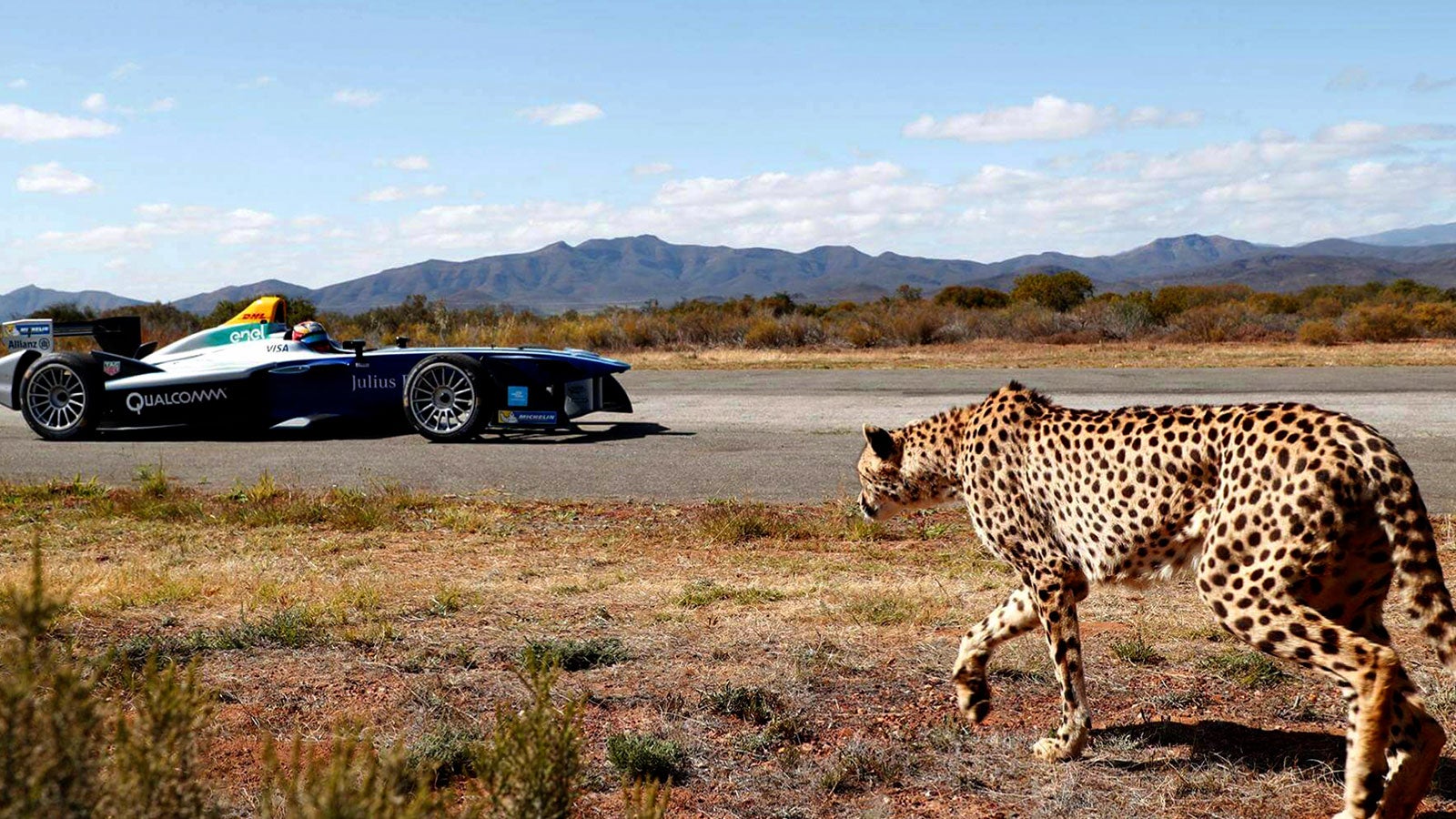 Cheetah Vs Car