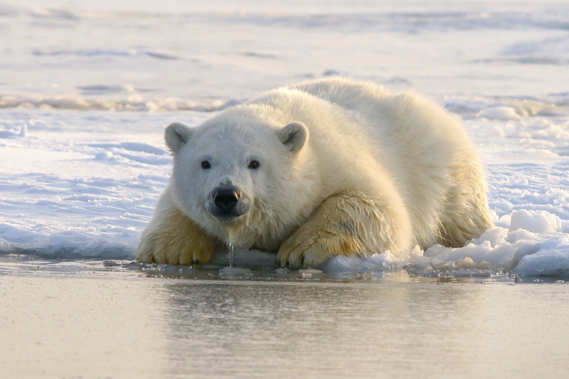 POLAR_BEAR_drinking_water