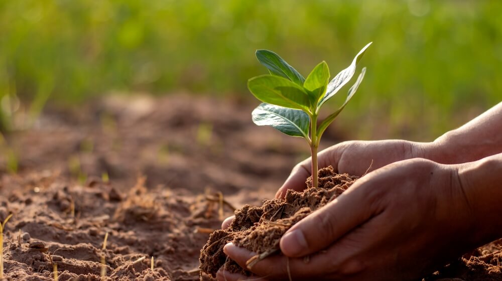 hands around a small green plant growing from the ground