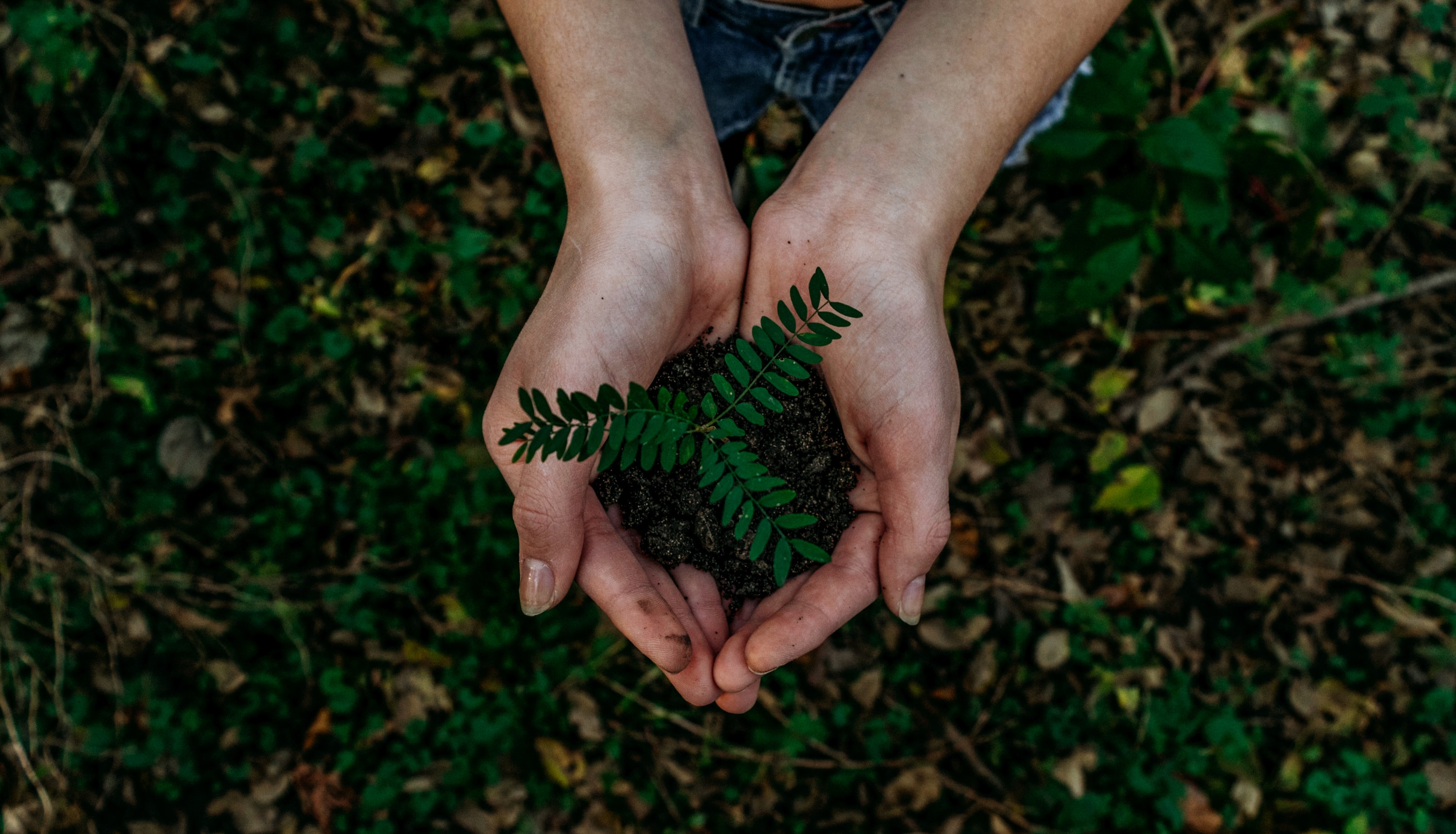 Sustainability_Hand_Holding_Plant